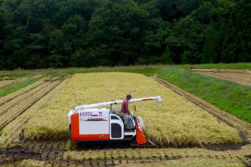 Niigata Farmstay Rural Rice Harvesting Farming Experience Minshuku Takane Murakami