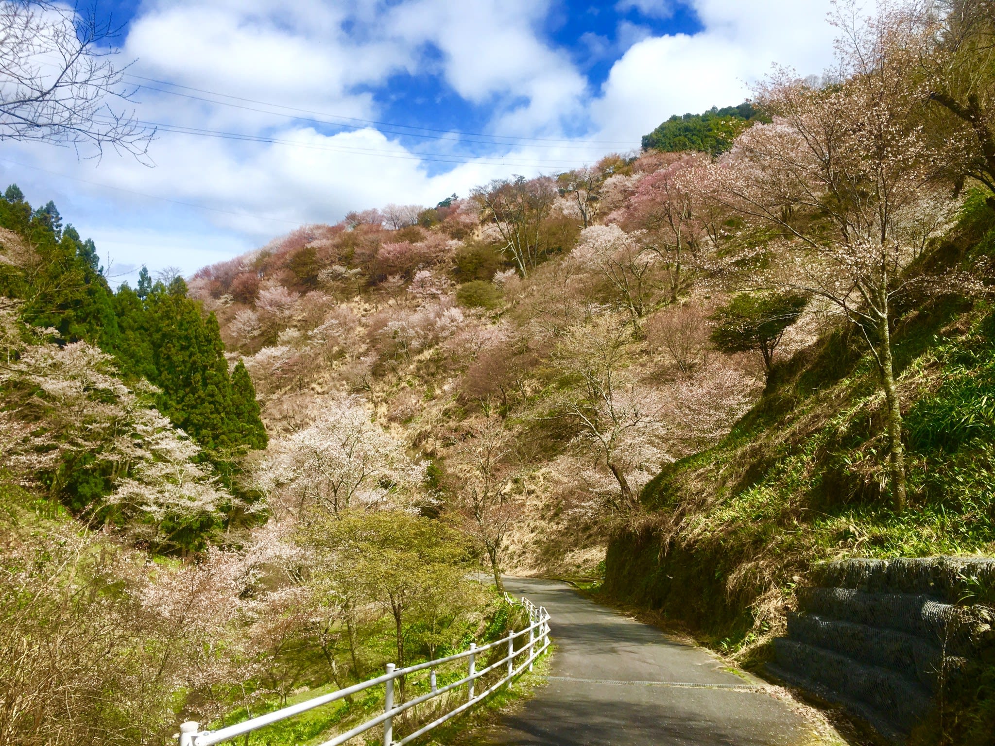 Mount Yoshino, a famous site for hiking and cherry blossoms - VOYAPON
