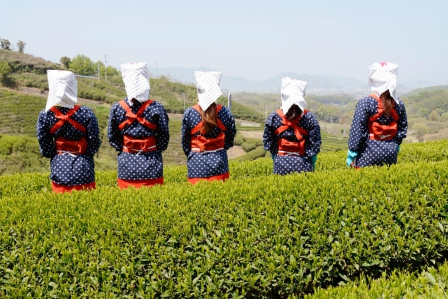Japanese Green Tea Regions: How 'Terroir' Affects Taste - VOYAPON