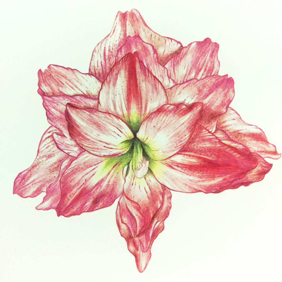 Amaryllis Flower