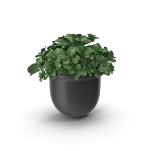 Indoor Plant Pot