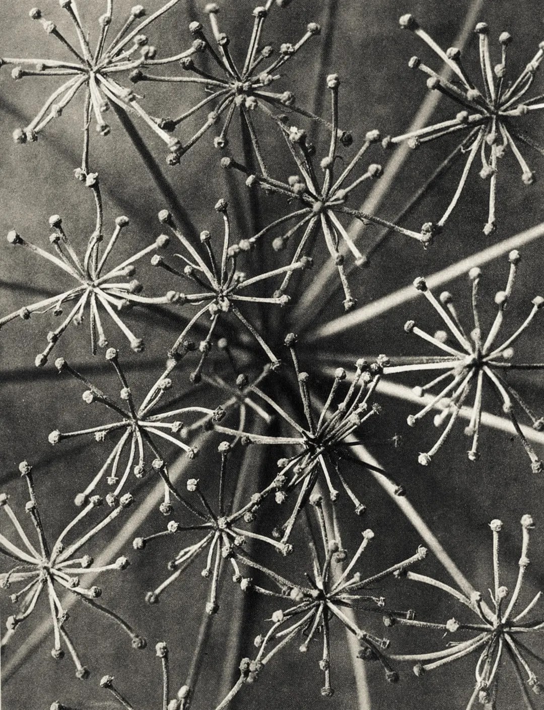 Karl Blossfeldt – Art Forms in Nature