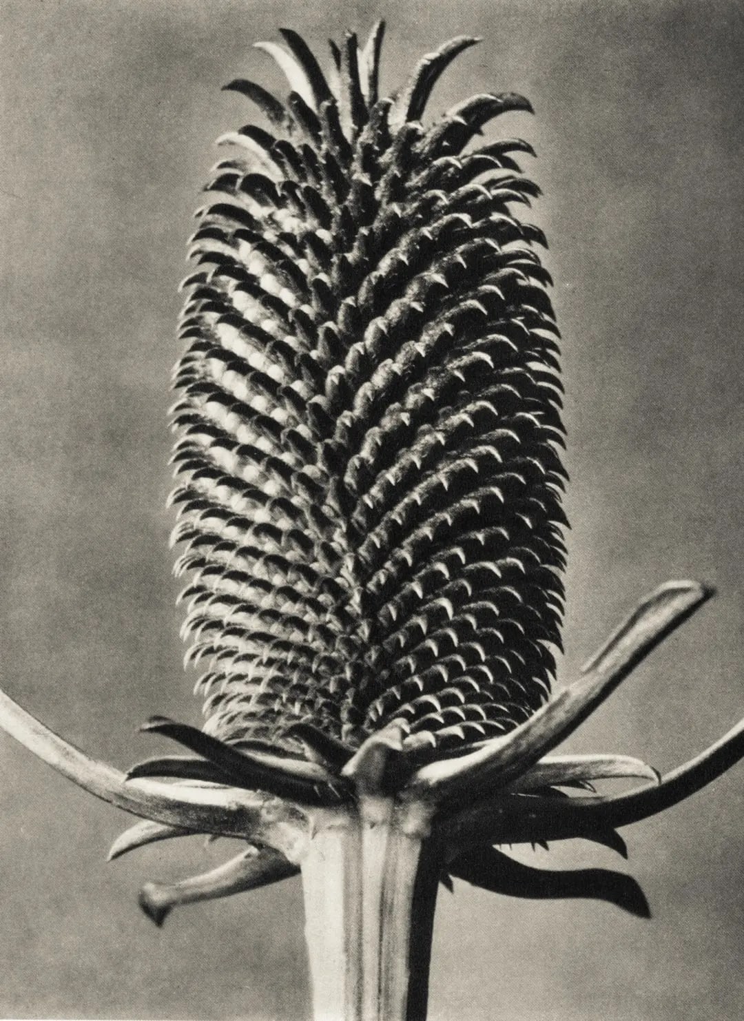 Karl Blossfeldt – Art Forms in Nature