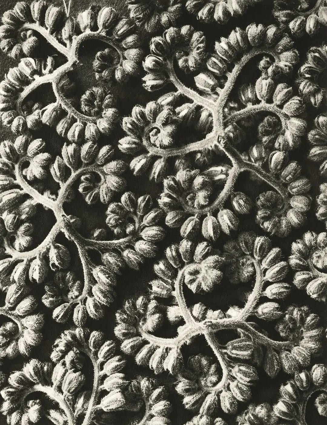 Karl Blossfeldt – Art Forms in Nature