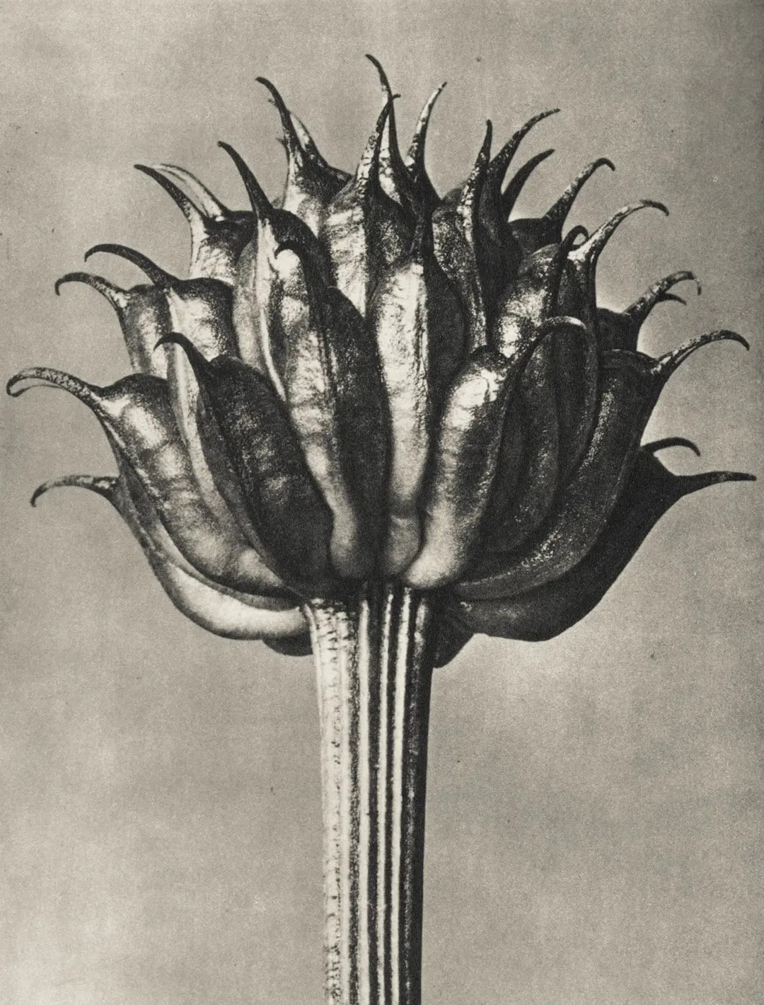 Karl Blossfeldt – Art Forms in Nature