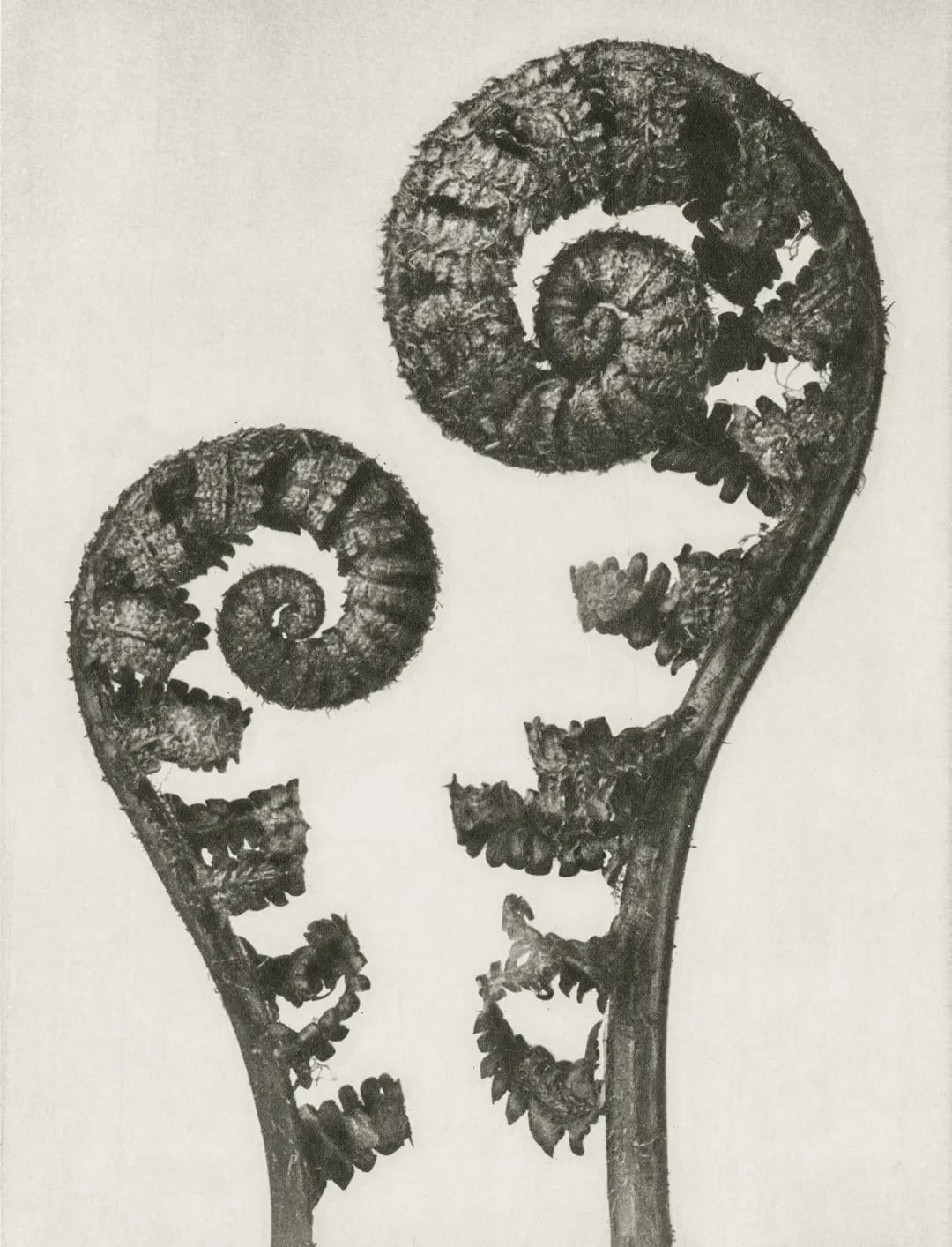 spidium filix mas. Shield-Fern. Young rolled-up fronds enlarged 3.6 times.