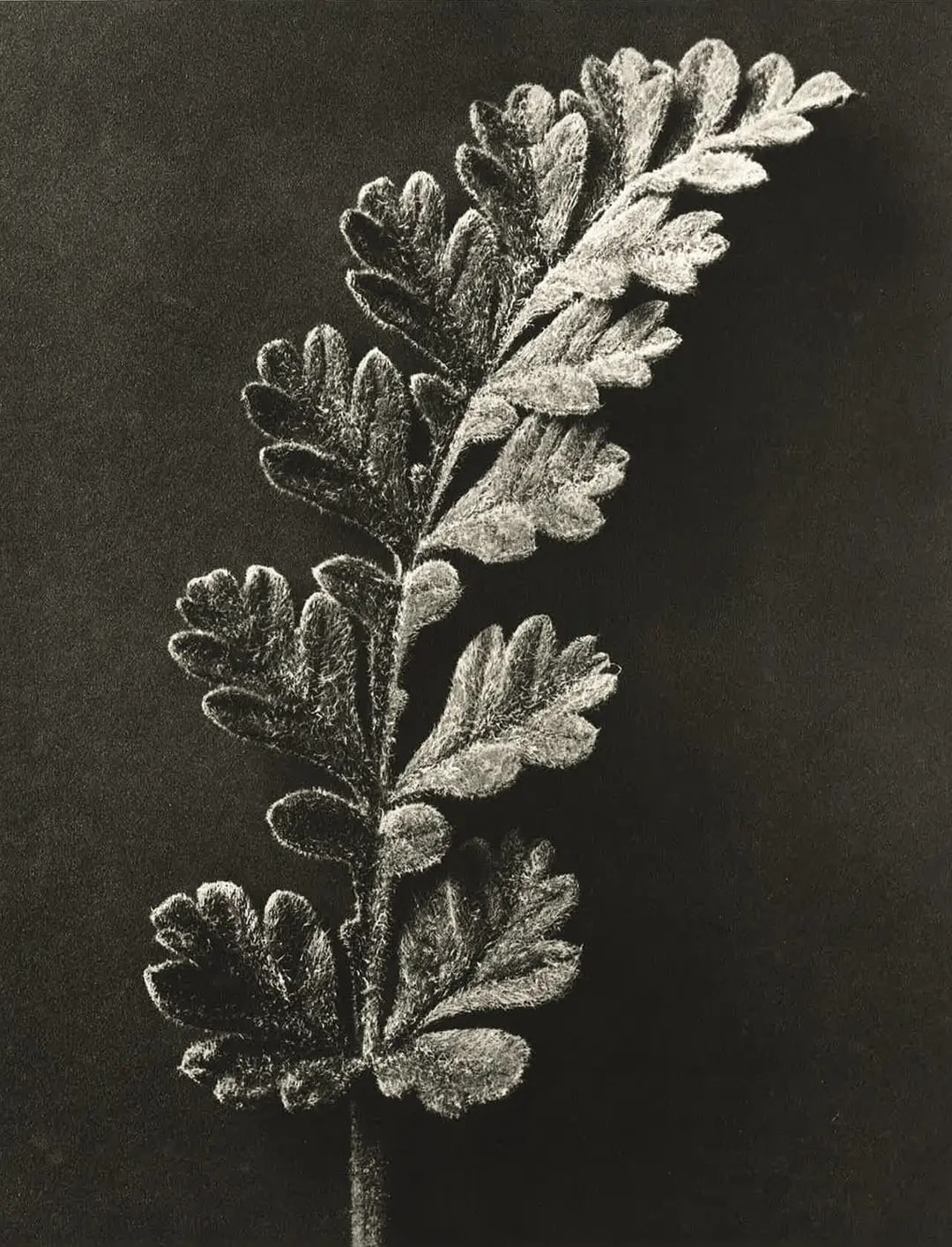 Karl Blossfeldt – Art Forms in Nature