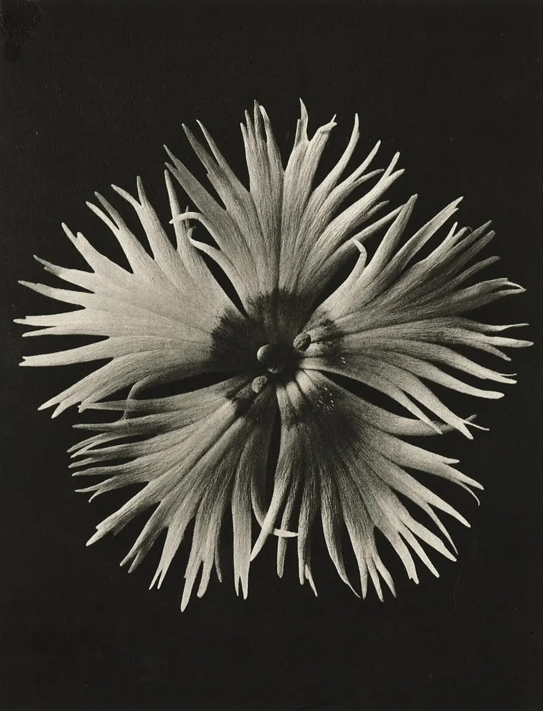 Karl Blossfeldt – Art Forms in Nature