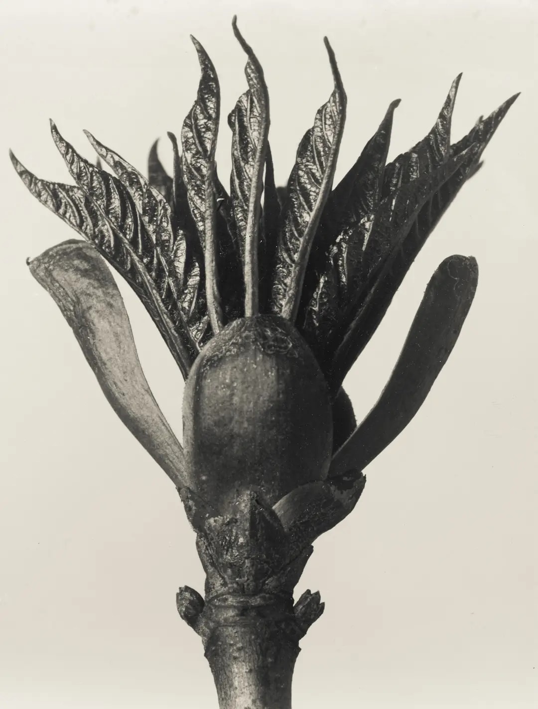Karl Blossfeldt – Art Forms in Nature
