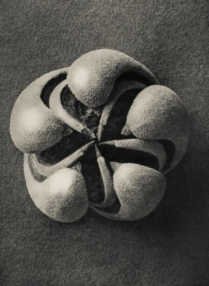 Karl Blossfeldt – Art Forms in Nature