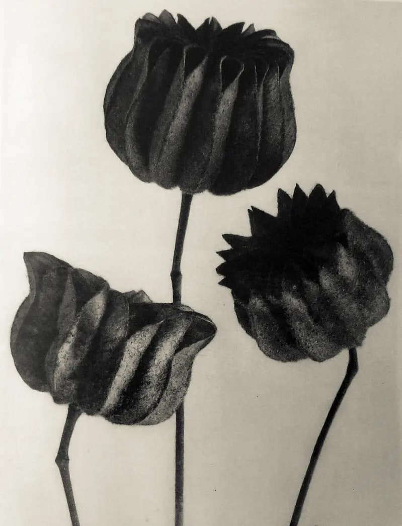 Abutilon. Lime Mallow. Seminal capsules enlarged 5.4 times.