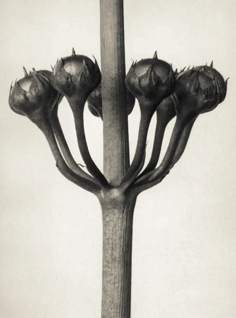Karl Blossfeldt – Art Forms in Nature
