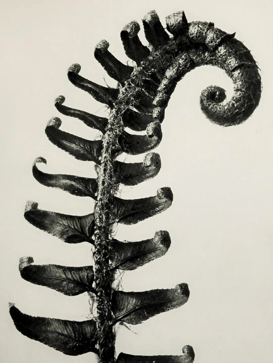 Polystichum munitum. Shield-Fern. Young rolled-up frond enlarged 5.4 times.