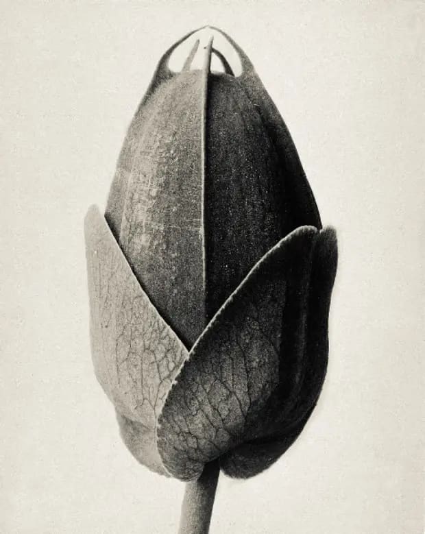 Karl Blossfeldt – Art Forms in Nature