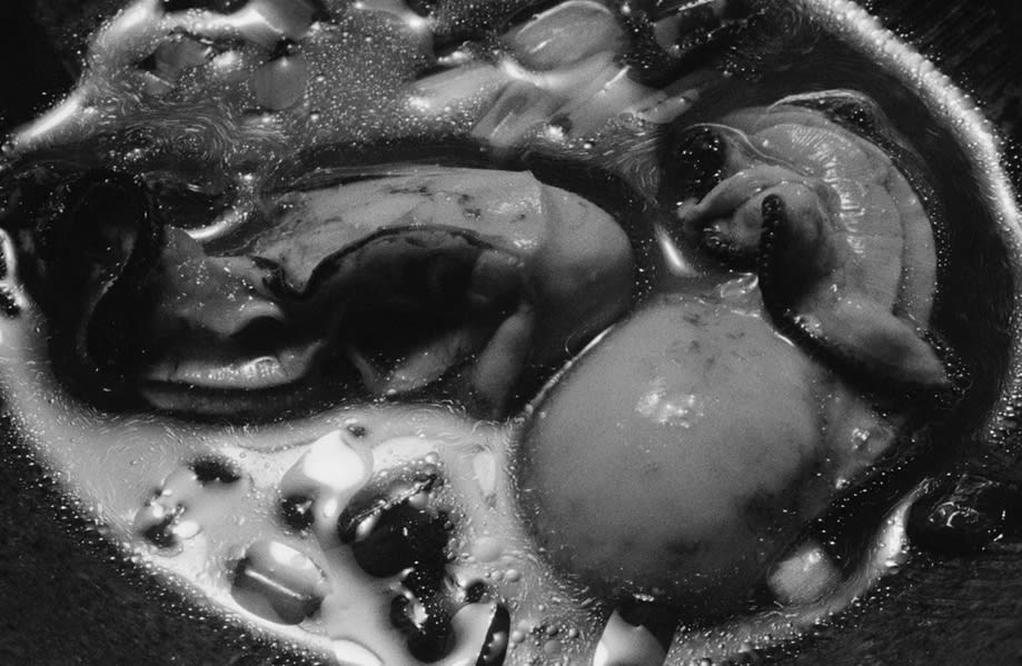 Nobuyoshi Araki – The Banquet