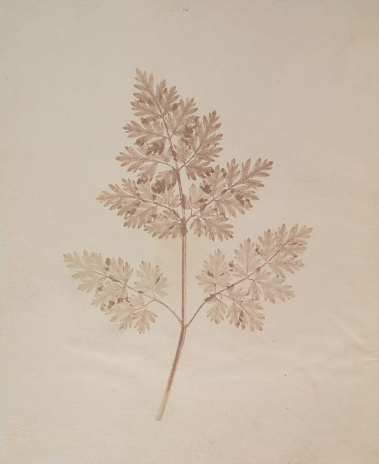 Leaf of a Plant