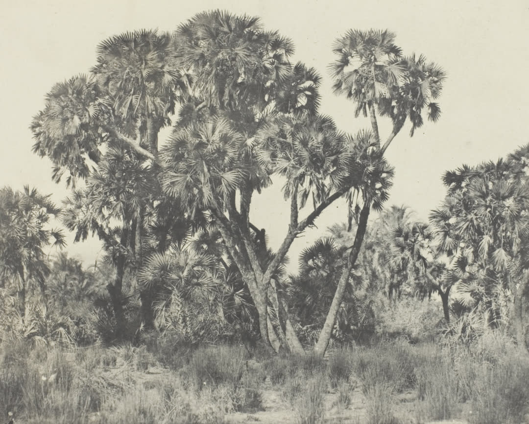 Date Palm and Doum Palm Grove, Upper Egypt;  Courtesy of the Art Institute of Chicago
