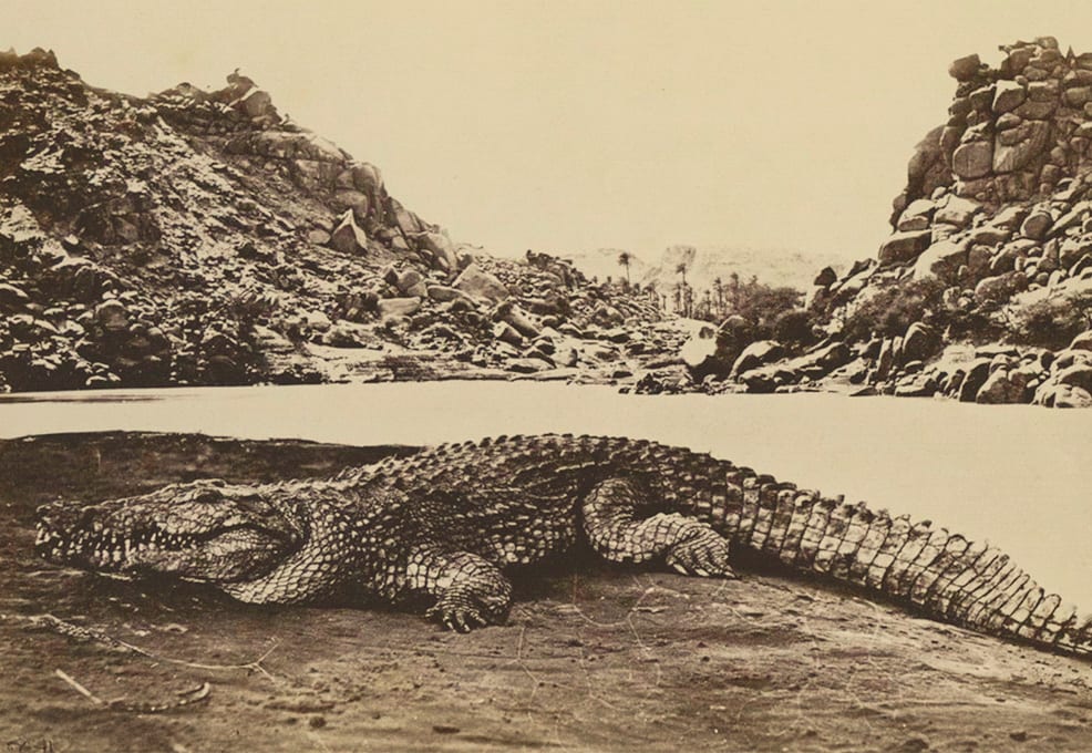 Crocodile on a Sand Bank
