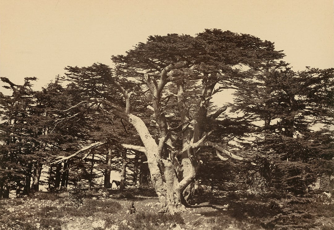 The Largest of the Cedars, Mount Lebanon