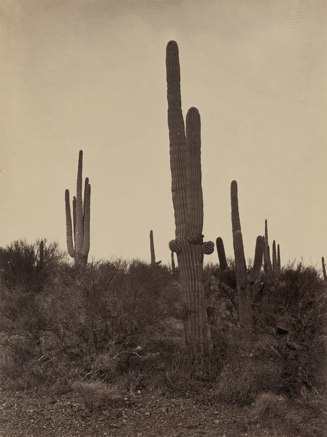 Cereus giganteus, Arizona,	1871;Photo by Timothy H. O'Sullivan.