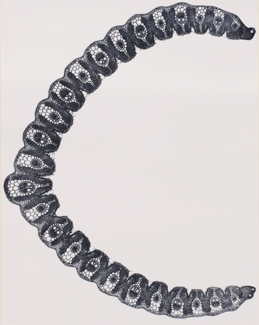 Panche XV Gynerium argenvenum (grass)