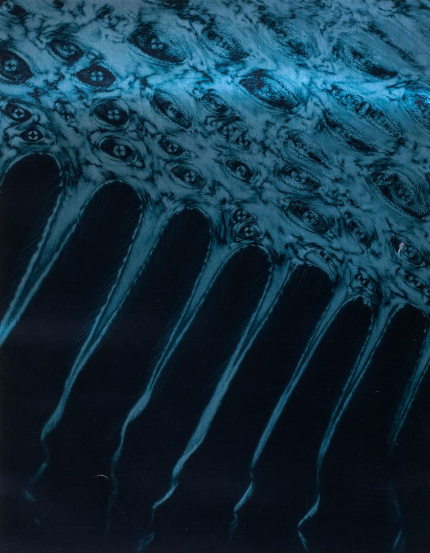 Plate IV Horse hoof horn