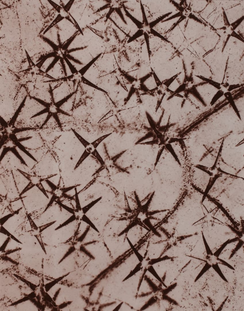 Plate III Etiolated hairs of Pentzia