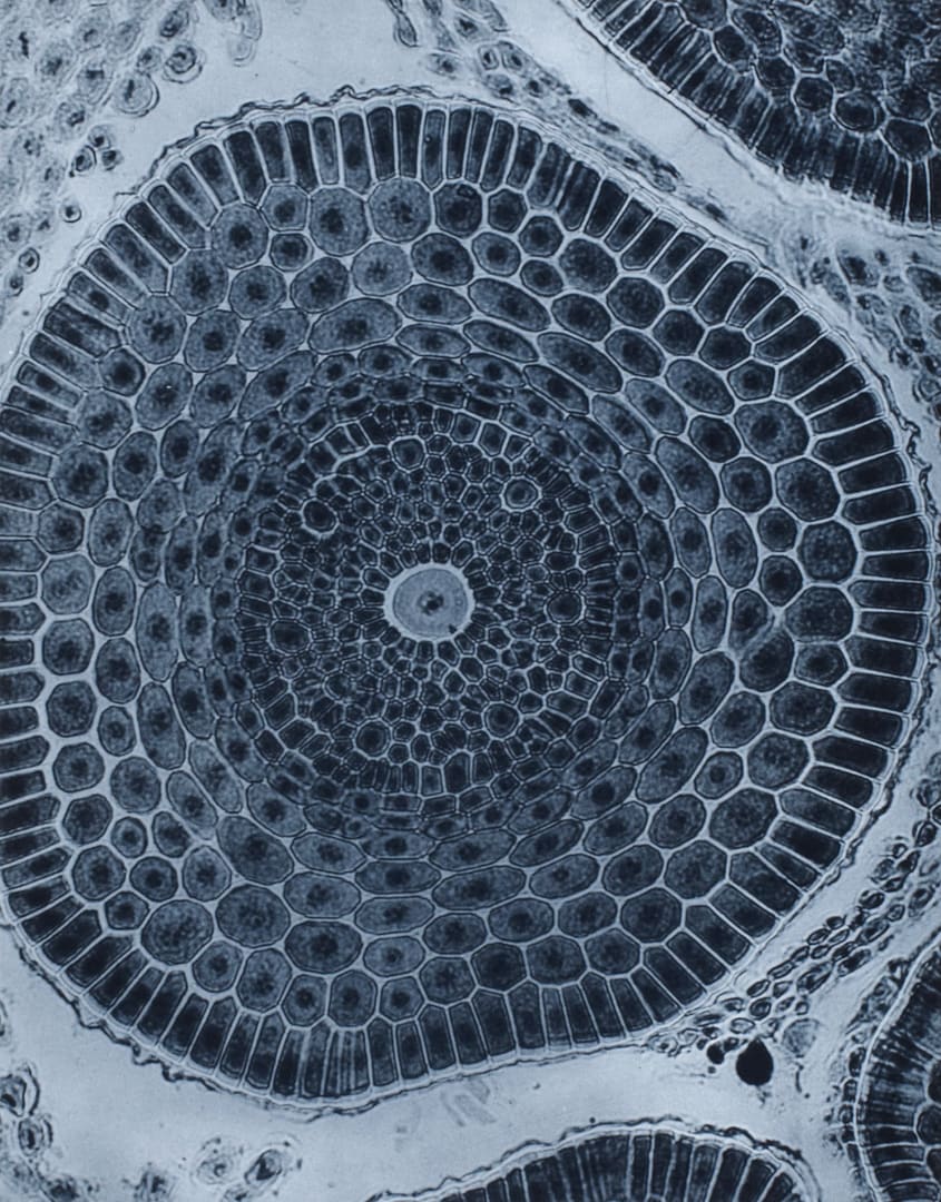 Plate XIX Barley root (section)
