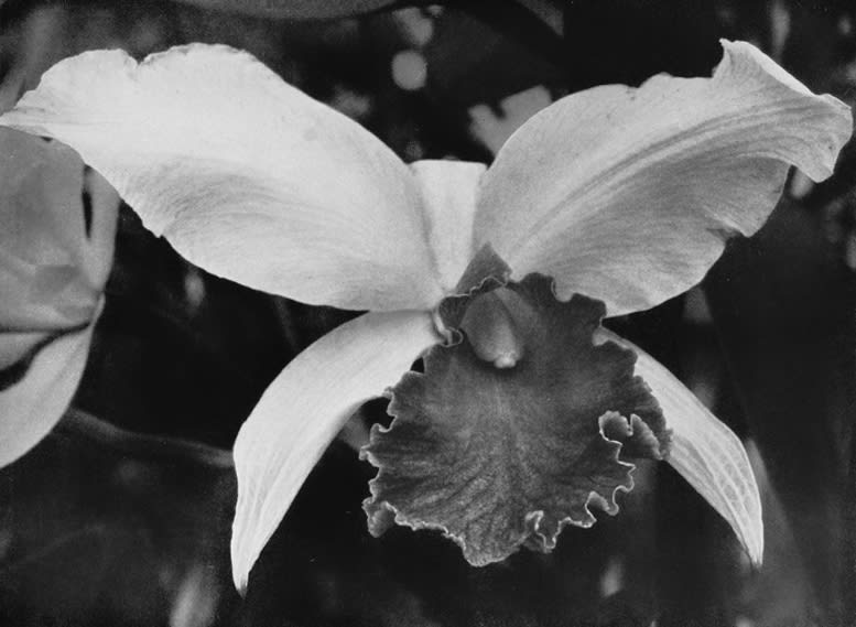 Tropical Orchis, Cattleya Labiata, ca. 1930