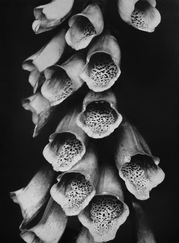 Foxglove (Fingerhut), 1922