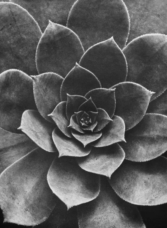 Sempervivum Percarneum, ca. 1928