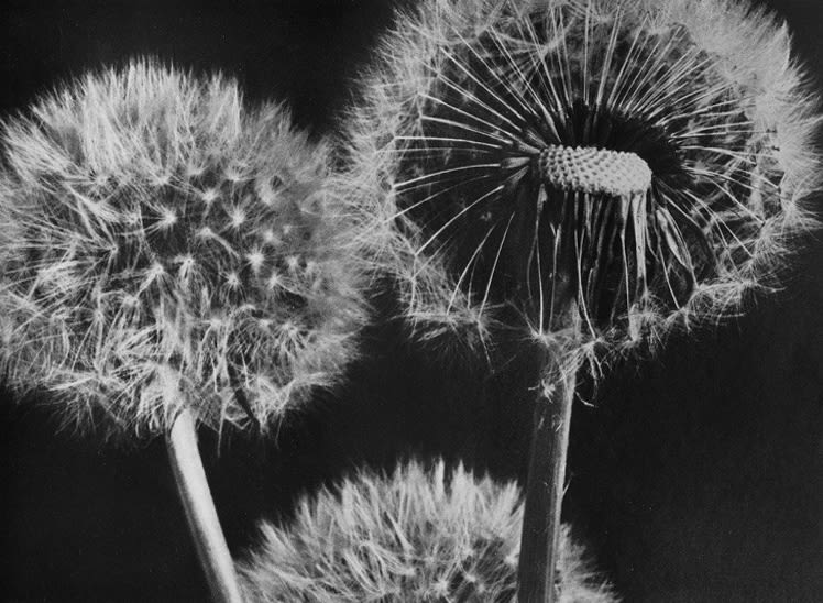 Samenkapseln Dandelion 