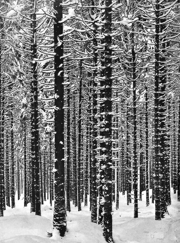 Mountain Forest in Winter, 1926