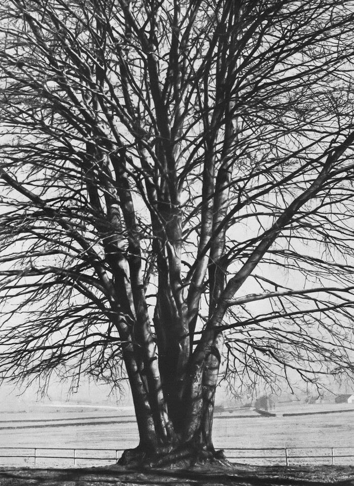 Hornbeam Tree
