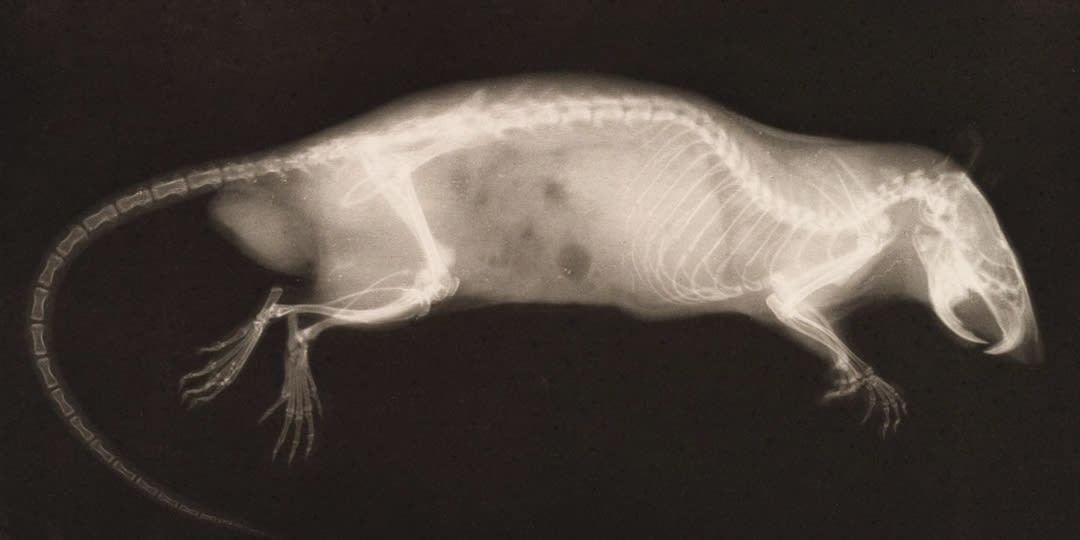 Rat