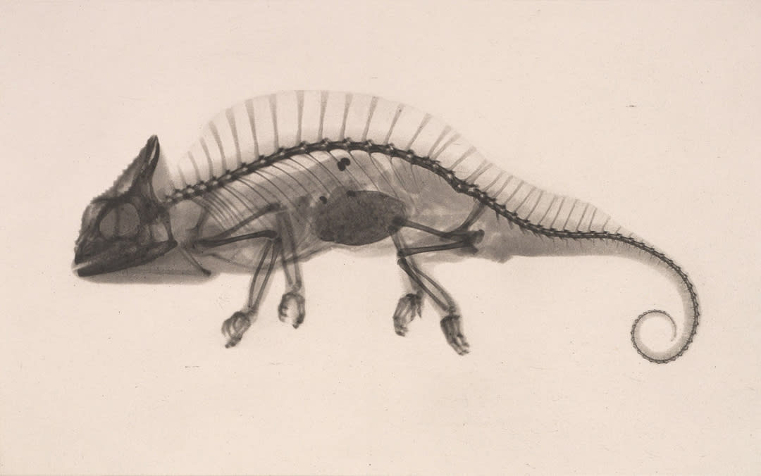 Chameleon cristatus