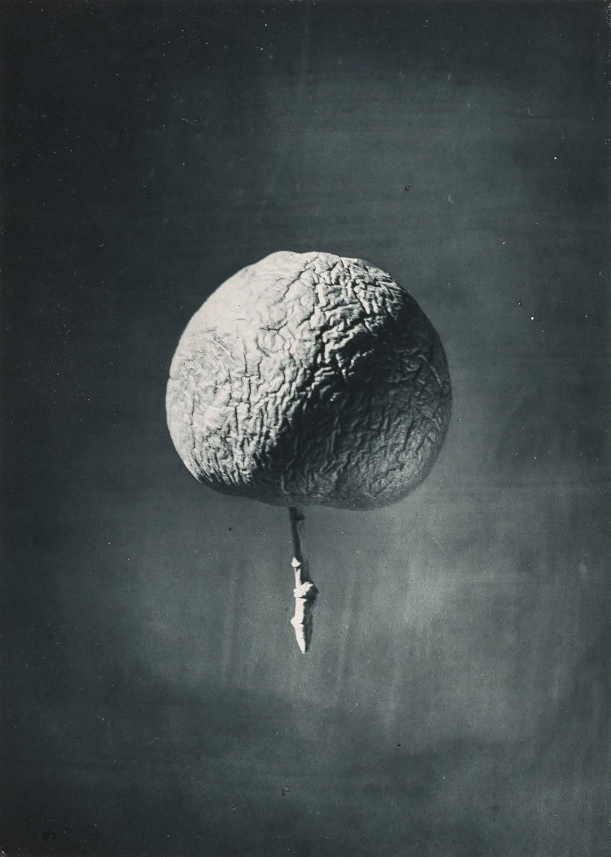 Shrivelled apple, to illustrate the origin of certain mountain ranges resulting from the shrinkage of the interior of the ...