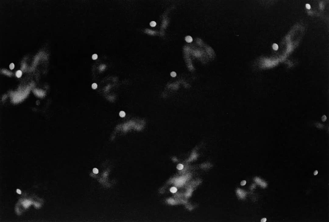 Masahisa Fukase – Ravens