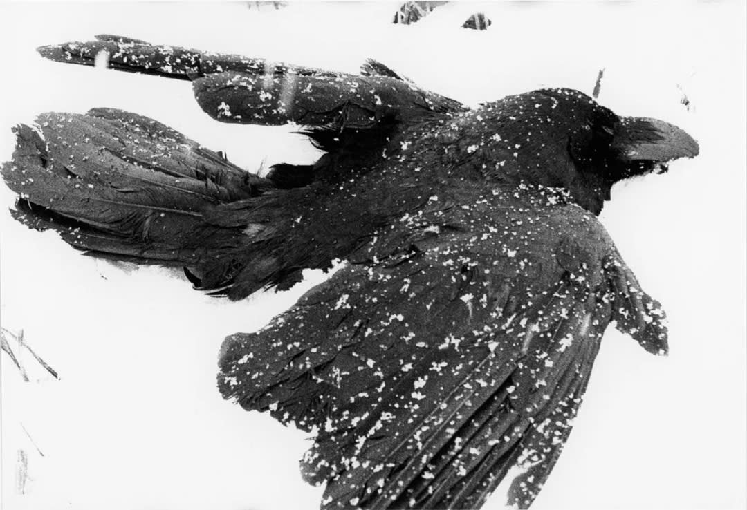 Masahisa Fukase – Ravens