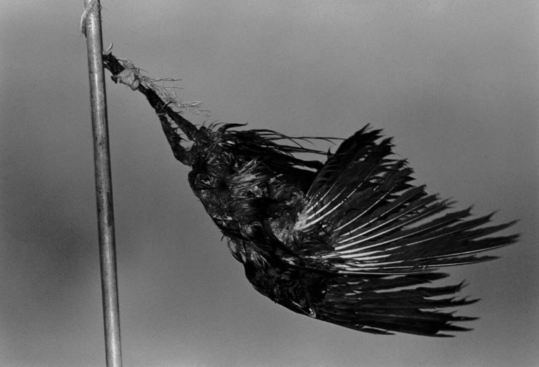 Masahisa Fukase – Ravens