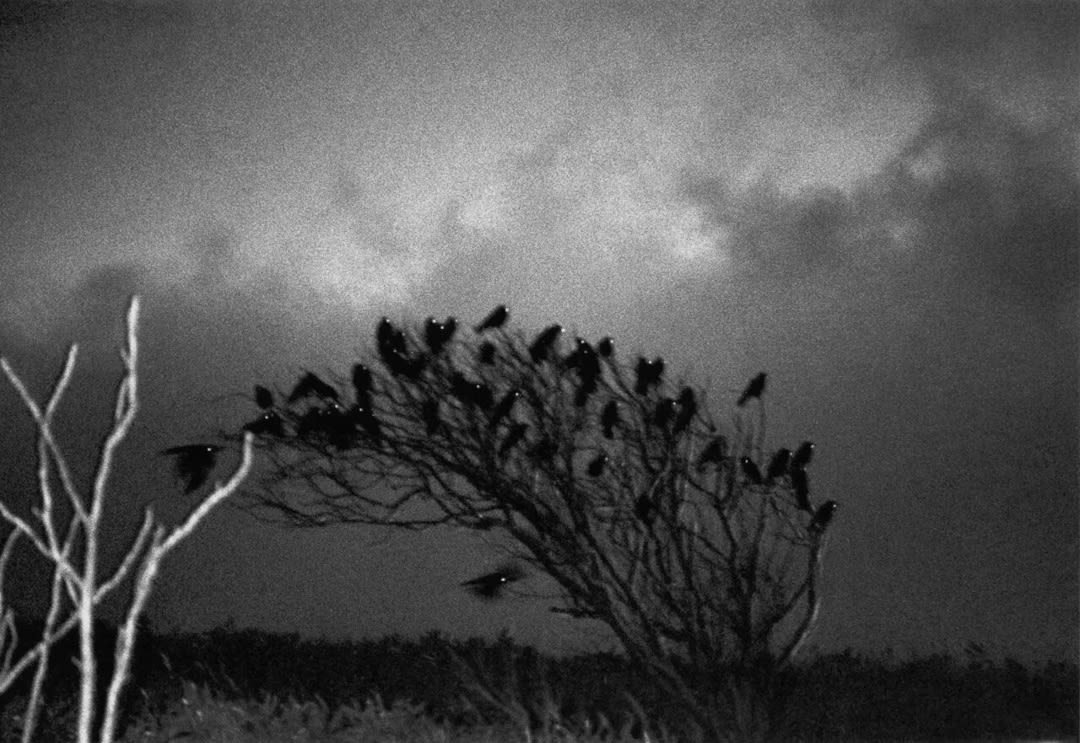 Masahisa Fukase – Ravens