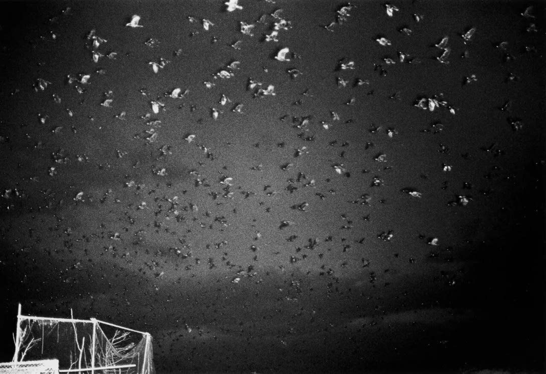 Masahisa Fukase – Ravens