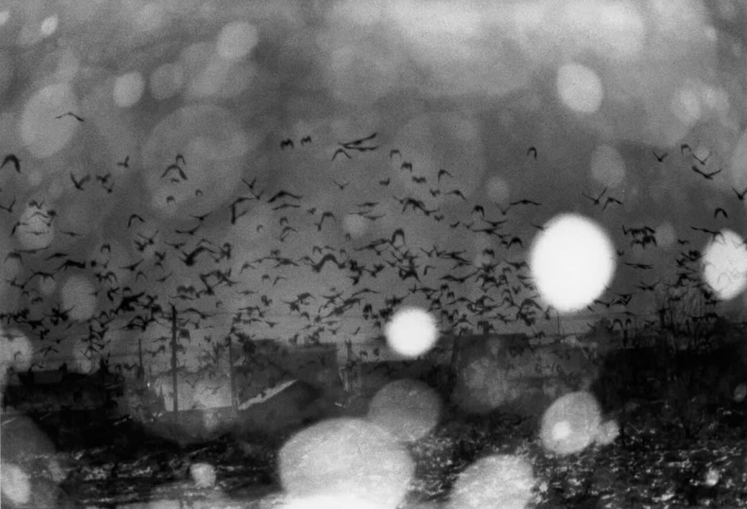 Masahisa Fukase – Ravens