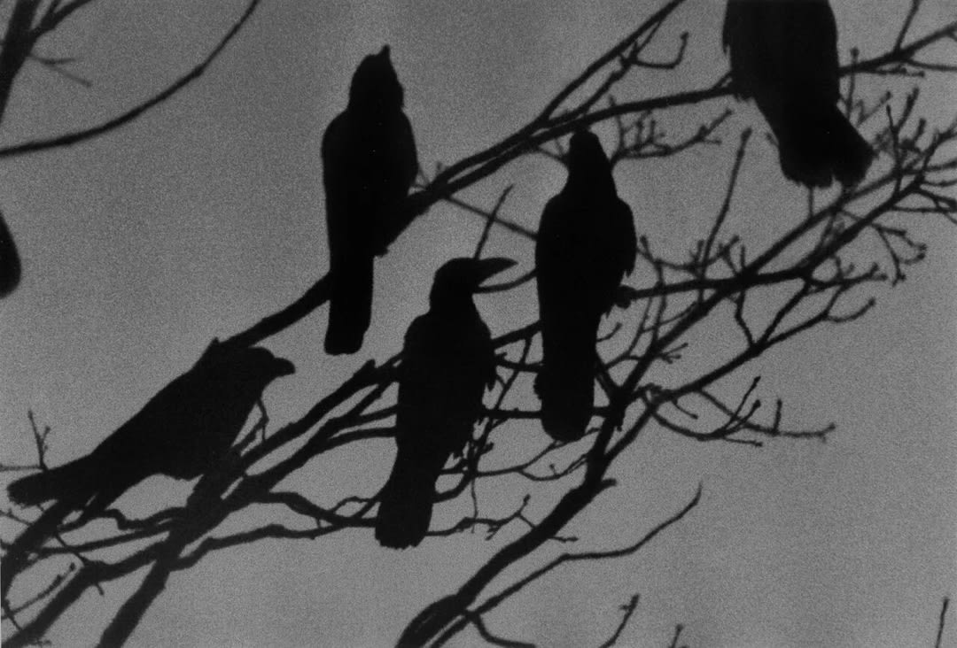Masahisa Fukase – Ravens