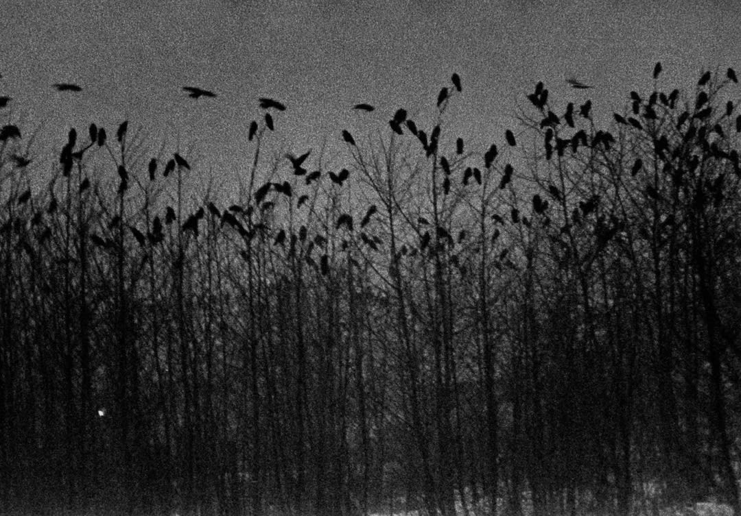 Masahisa Fukase – Ravens