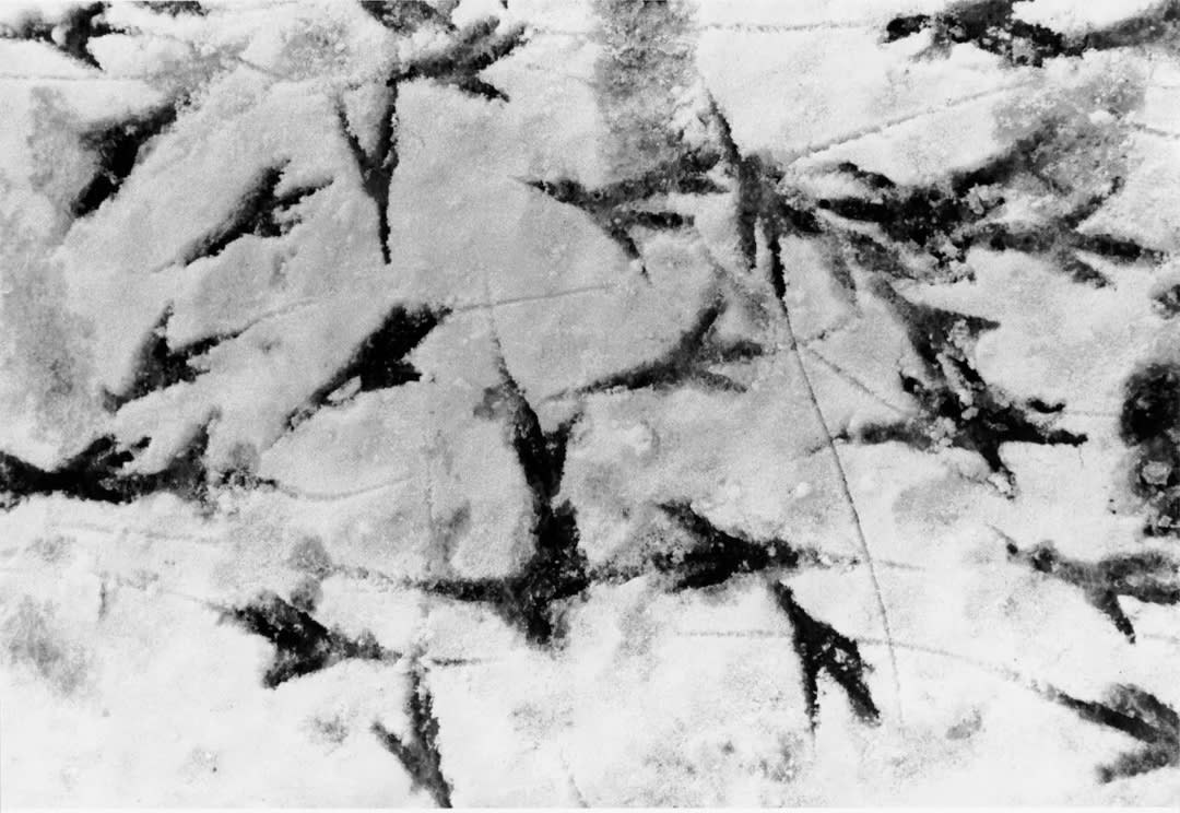 Masahisa Fukase – Ravens