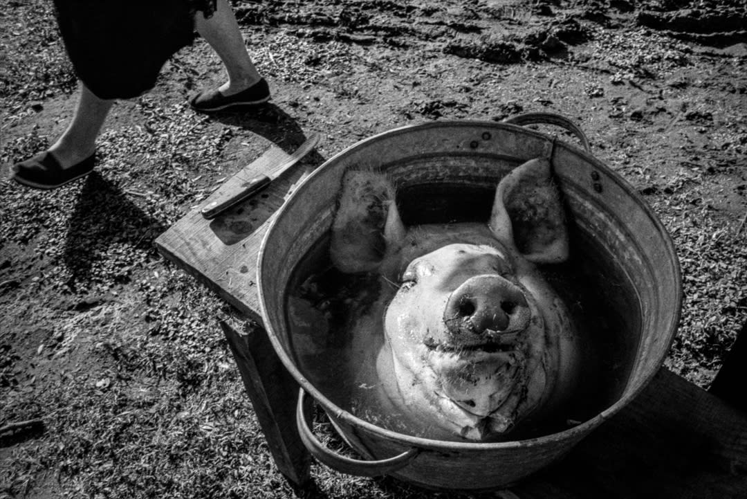 Jorge Mónaco – Mennonites