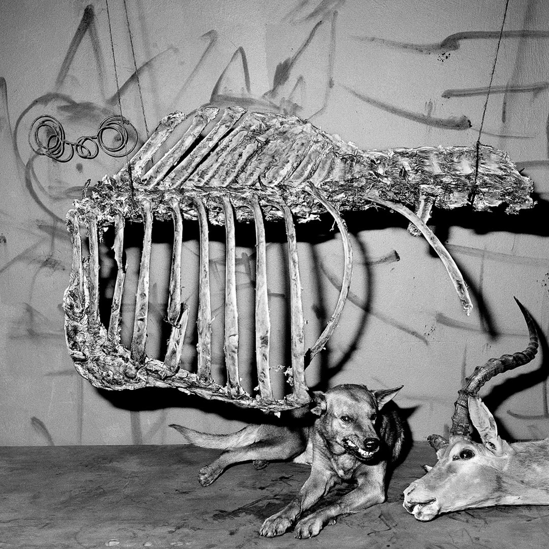 Snarling Dog, 2007