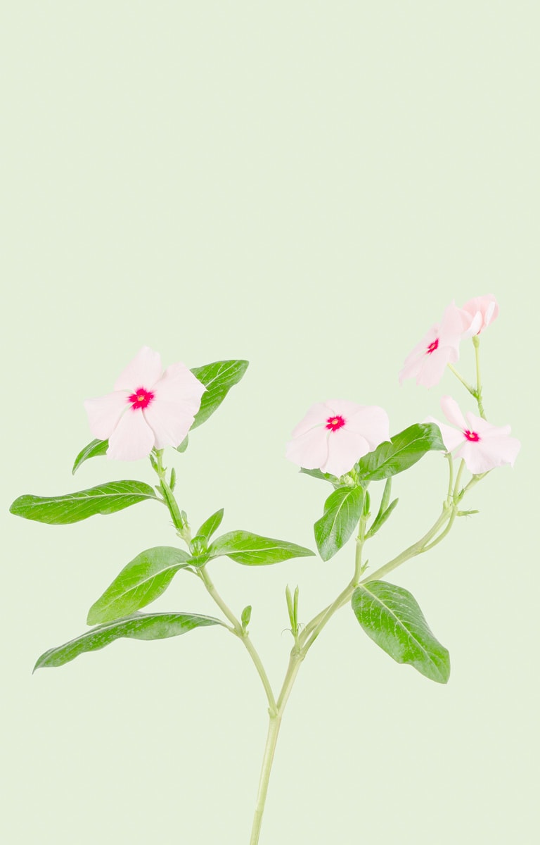 Catharatus Roseus