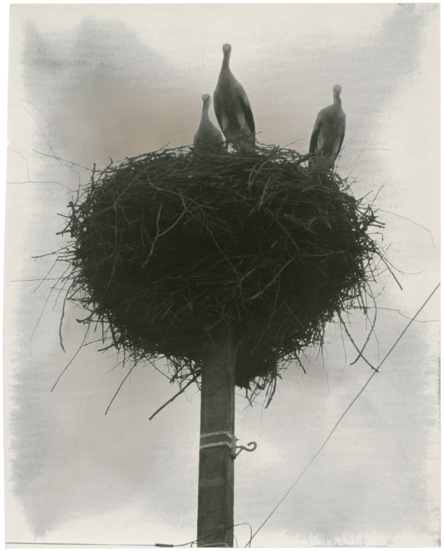 Storks, 2023